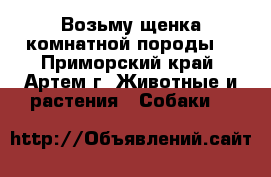 Возьму щенка комнатной породы. - Приморский край, Артем г. Животные и растения » Собаки   